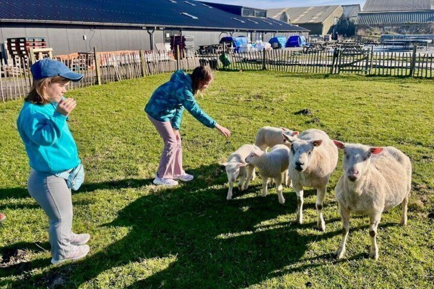 Half Day Private Tour to Windmills, Cheese and Waterland Charm 3