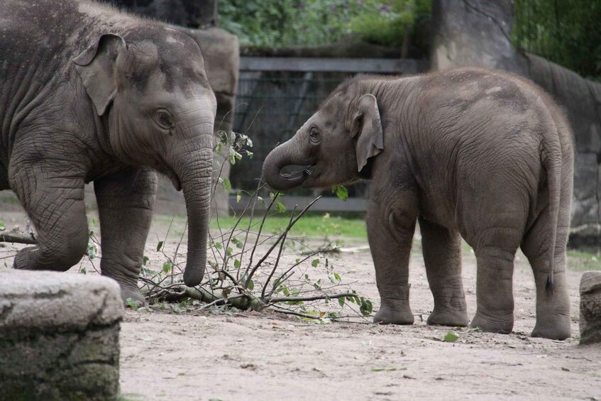 Bangalore To Kabini Safari & Mysore Heritage 2 days Tour 1