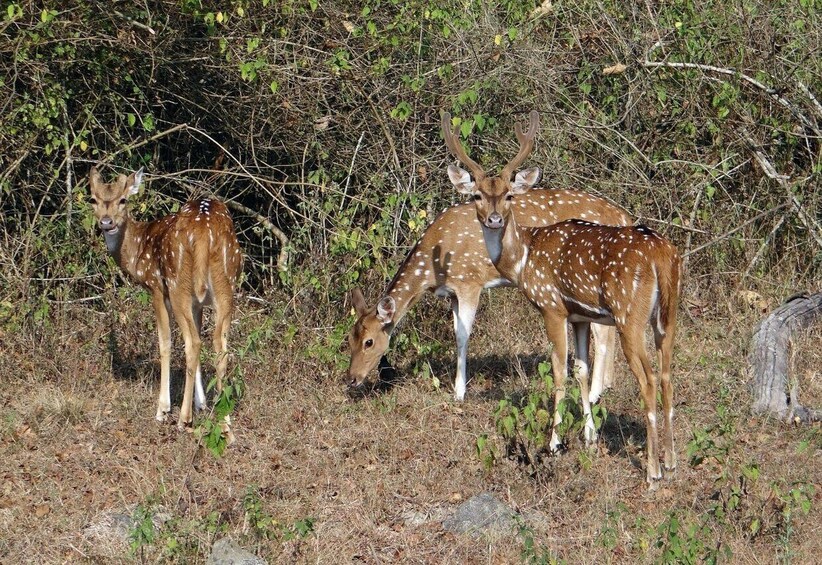 Picture 1 for Activity Bangalore To Kabini Safari & Mysore Heritage 2 days Tour 3