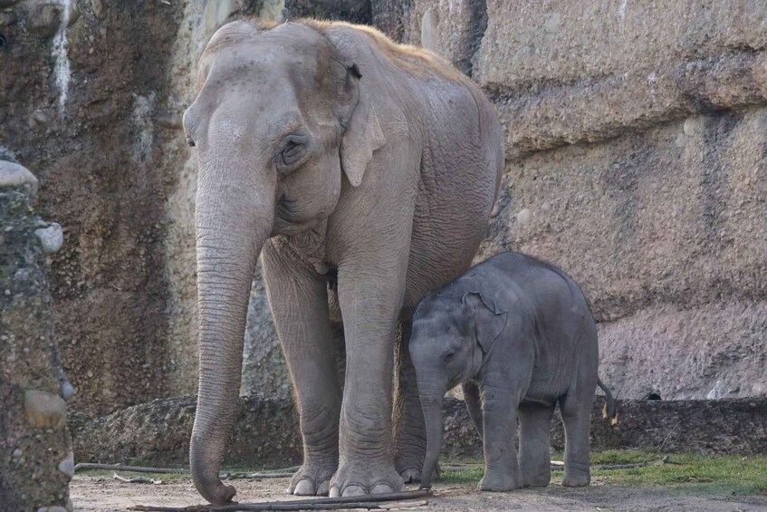 Picture 3 for Activity Bangalore To Kabini Safari & Mysore Heritage 2 days Tour 2