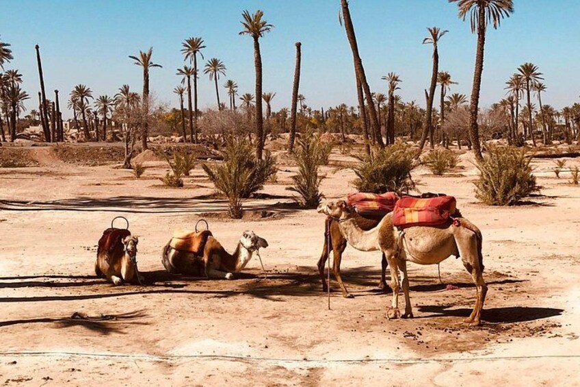 Camels resting in a desert with palm trees in the background. 3