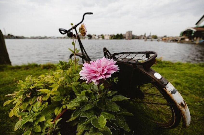 A bicycle with a basket, a pink flower, and a body of water in the background. 2