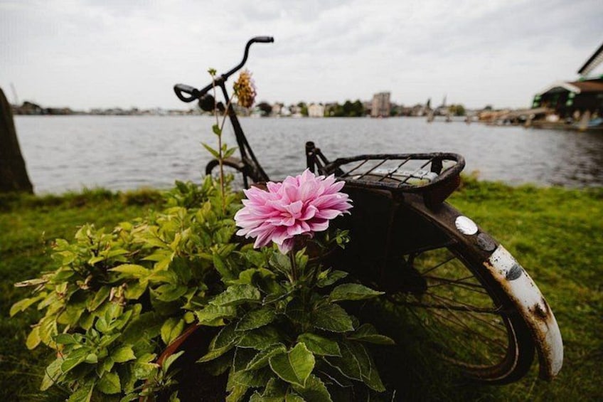 A bicycle with a pink flower in the foreground and a body of water in the background. 2
