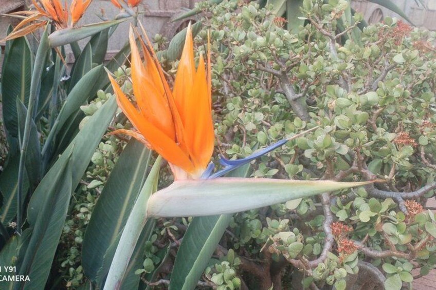A bird of paradise flower with green leaves and a small bush in the background. 4