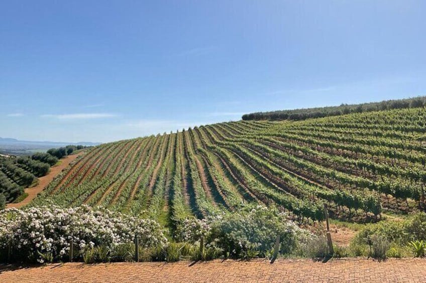A vineyard with rows of grapevines under a clear sky. 5