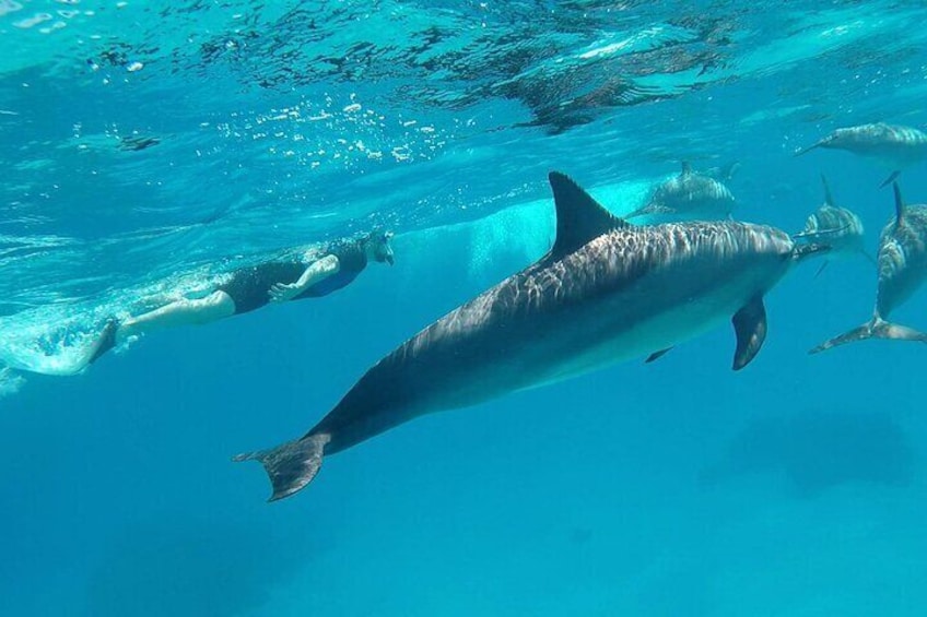 Sataya Dolphin House Adventure by Luxury Boat with Lunch 1