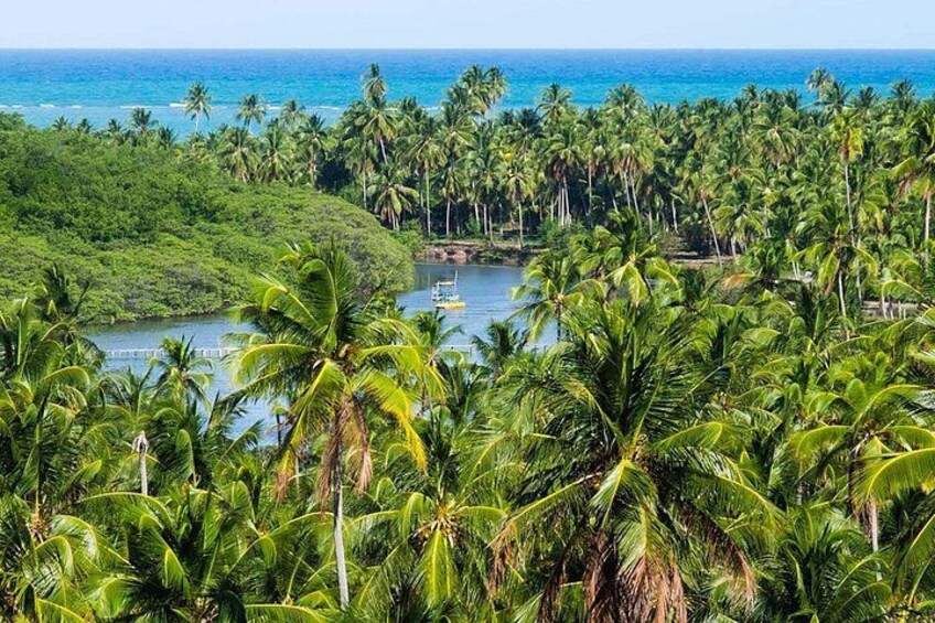 A tropical landscape with dense palm trees, a body of water, and a clear view of the ocean. 3