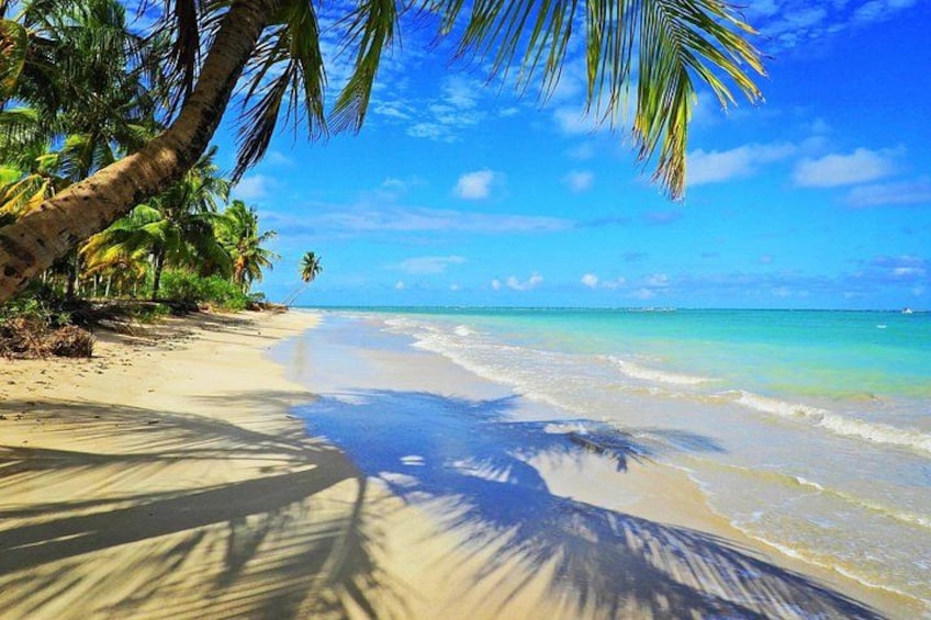 A beach with palm trees, clear blue water, and a sandy shore. 5