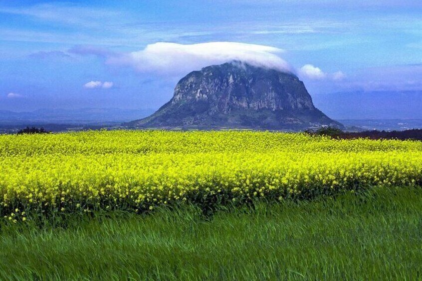 Full Day 12 hours whole Jeju Island private flexible tour 1