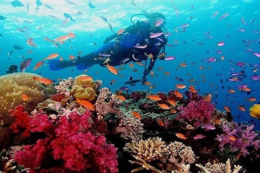 A diver surrounded by vibrant coral reefs and schools of fish. 4