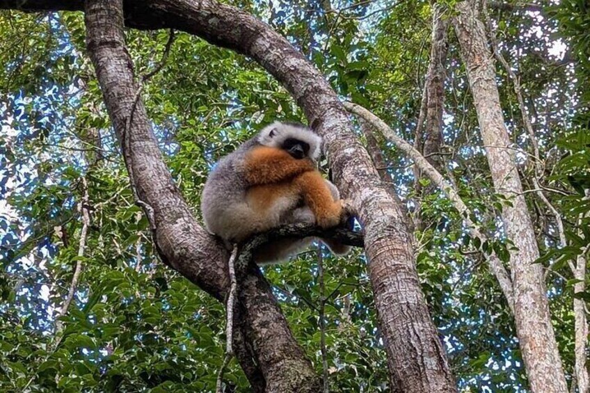 Private 4WD Day Tour to Andasibe National Park 2