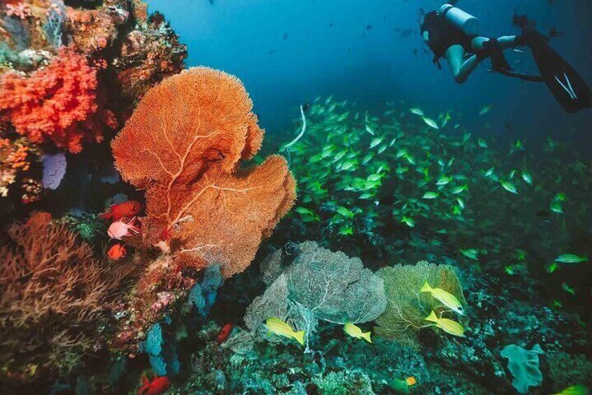 Diving in the Crystal-Clear Waters of Angra dos Reis 1