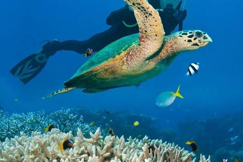 Diving in the Crystal-Clear Waters of Angra dos Reis 2