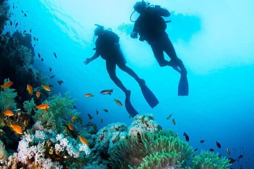 Diving in Angra dos Reis Explore 1 Diving spot 5