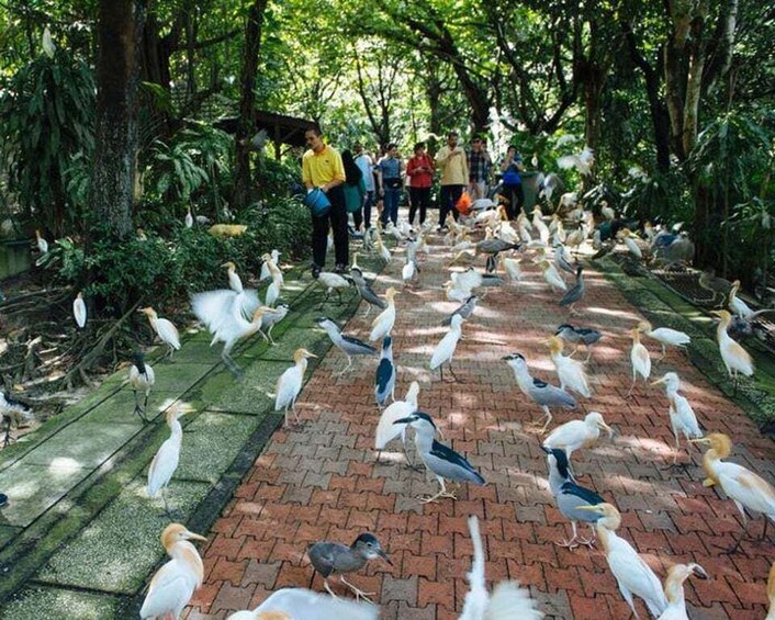 Picture 3 for Activity Kuala Lumpur: Bird Park, Butterfly & Garden Tour with Buggy 3
