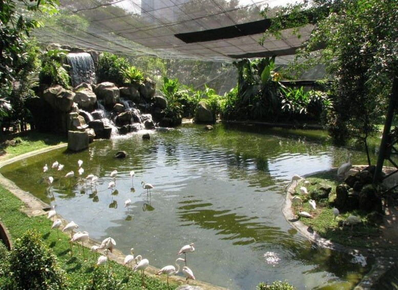 Picture 2 for Activity Kuala Lumpur: Bird Park, Butterfly & Garden Tour with Buggy 5