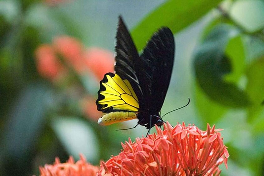 Kuala Lumpur: Bird Park, Butterfly & Garden Tour with Buggy 1