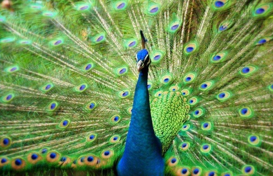 Picture 1 for Activity Kuala Lumpur: Bird Park, Butterfly & Garden Tour with Buggy 4