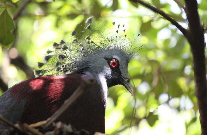 Picture 4 for Activity Kuala Lumpur: Bird Park, Butterfly & Garden Tour with Buggy 2