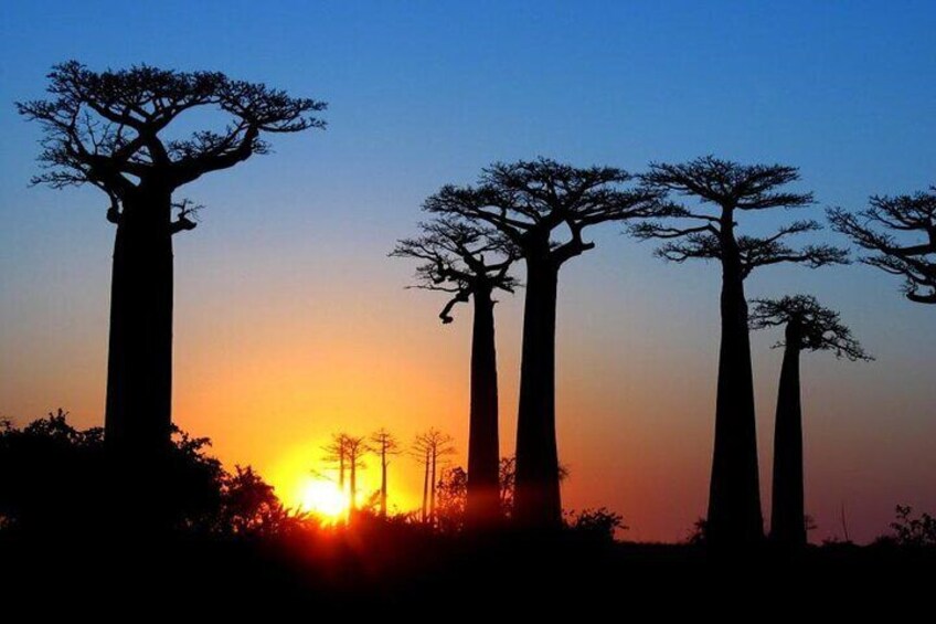 7 Days Baobab Safari by Roadtrip 1