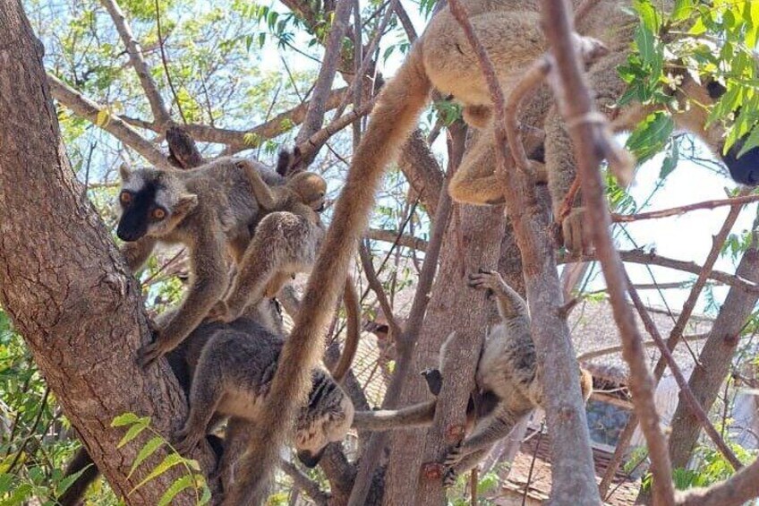 7 Days Baobab Safari by Roadtrip 4
