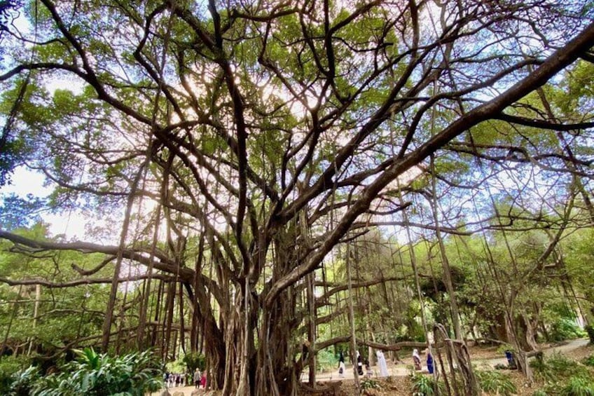 A large banyan tree with multiple trunks and roots, surrounded by greenery and a few people. 3