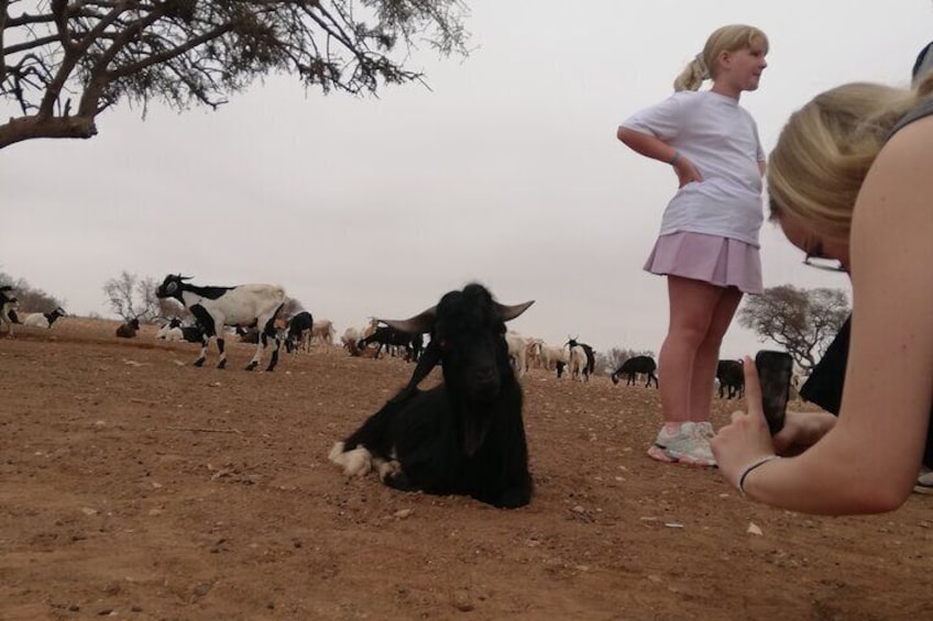 Goat on Tree and Cable Car Experience with Agadir Market 4