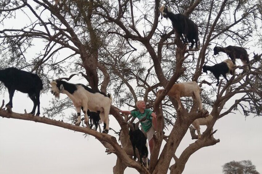 Goat on Tree and Cable Car Experience with Agadir Market 3