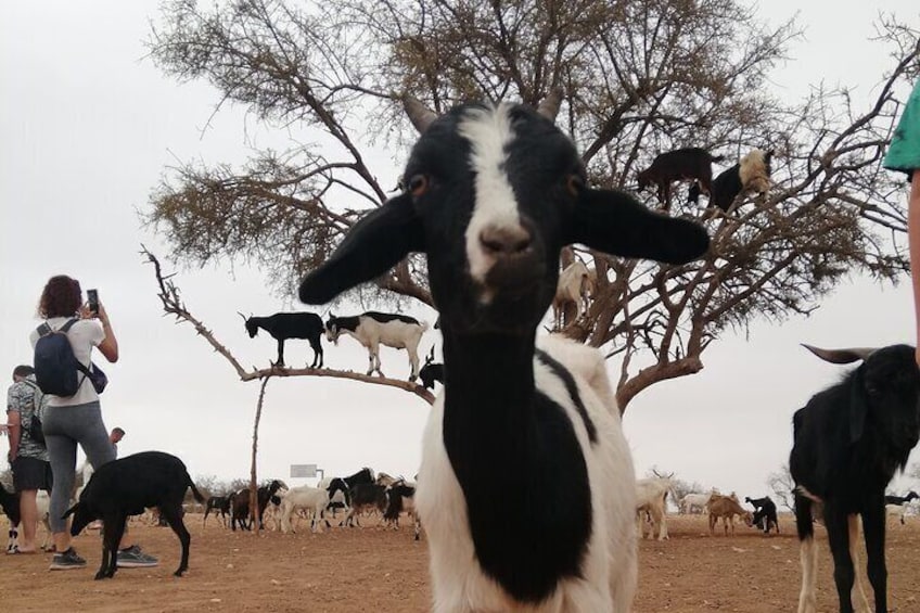 Goat on Tree and Cable Car Experience with Agadir Market 5