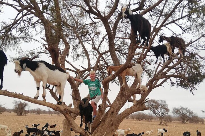 Goat on Tree and Cable Car Experience with Agadir Market 2
