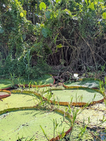 A pond with lily pads and surrounding dense vegetation. 3