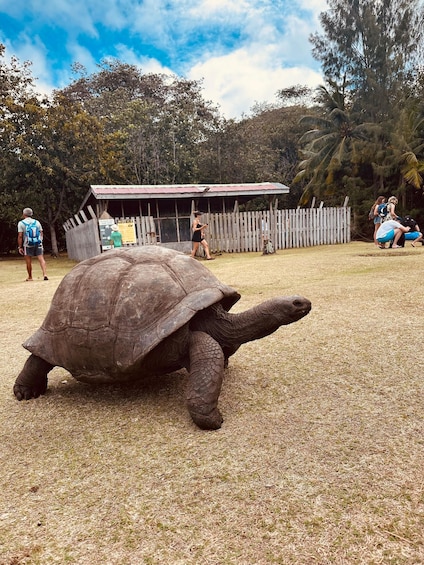 A tortoise on a grassy area with a wooden fence and a small building in the background. 3