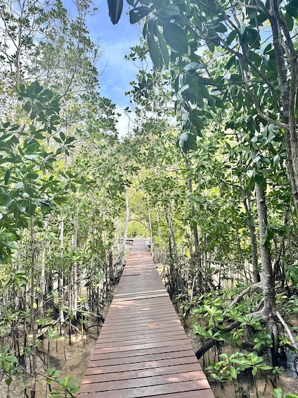 A wooden boardwalk through a mangrove forest. 2