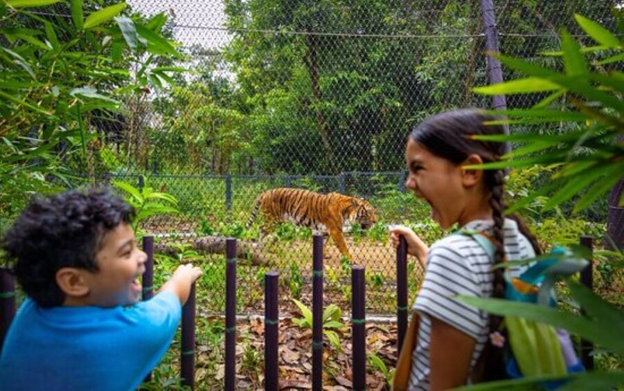 Ein Tiger geht durch ein Gehege im Zoo, im Hintergrund ist ein Zaun und Grünzeug zu sehen. 3