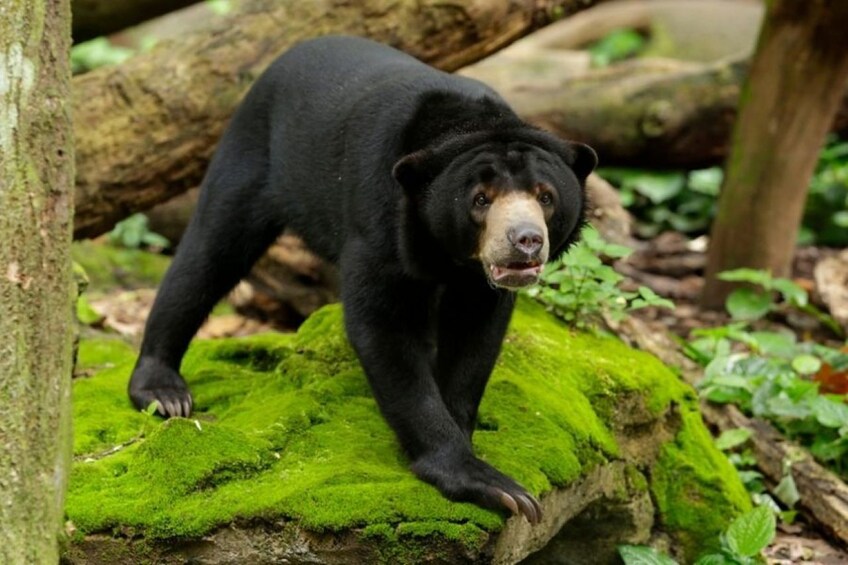 Ein Schwarzbär steht auf einem moosbewachsenen Stein in einem Wald. 2