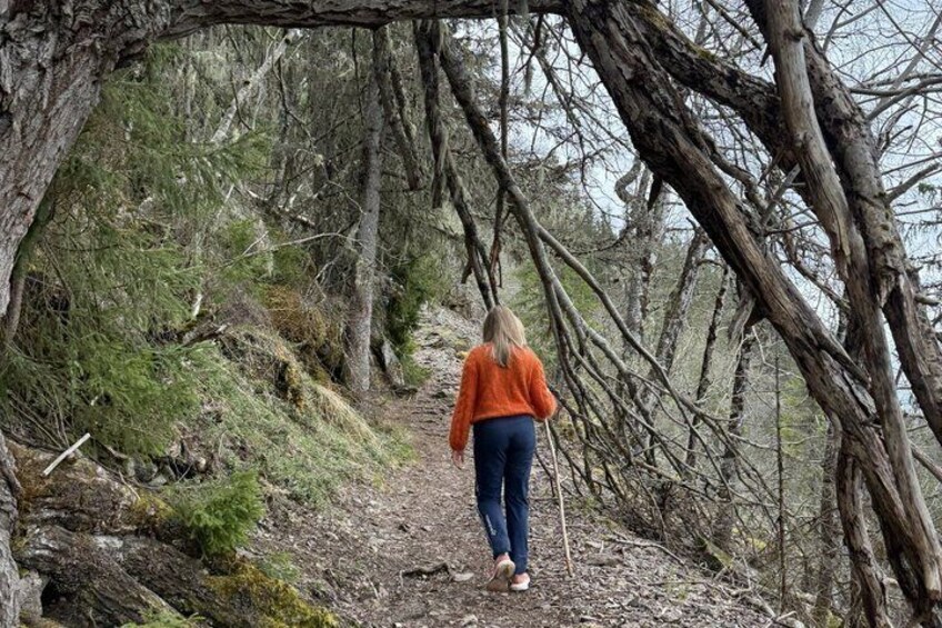 Guided Hike Discover Oslo Scenic Forests 3