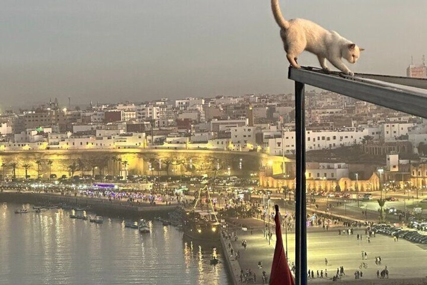 A cat on a balcony overlooking a cityscape with a waterfront and illuminated buildings. 2