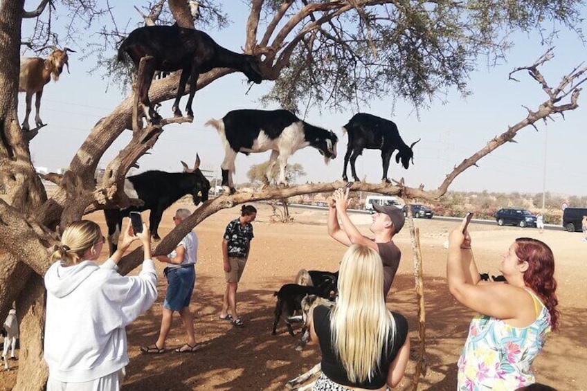 Crocoparc and Goat Climbing the Tree Agadir 4