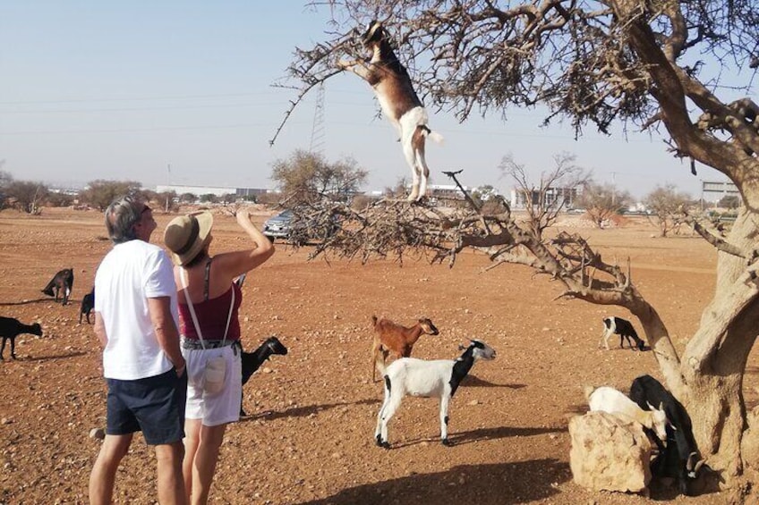 Crocoparc and Goat Climbing the Tree Agadir 2