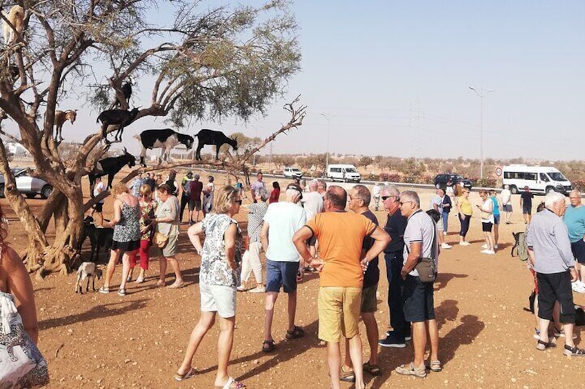 Crocoparc and Goat Climbing the Tree Agadir 5