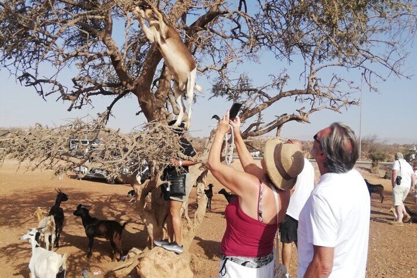Crocoparc and Goat Climbing the Tree Agadir 3
