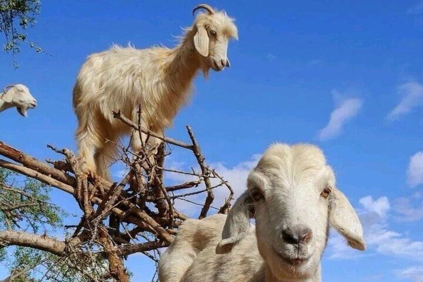 Crocoparc and Goat Climbing the Tree Agadir 1