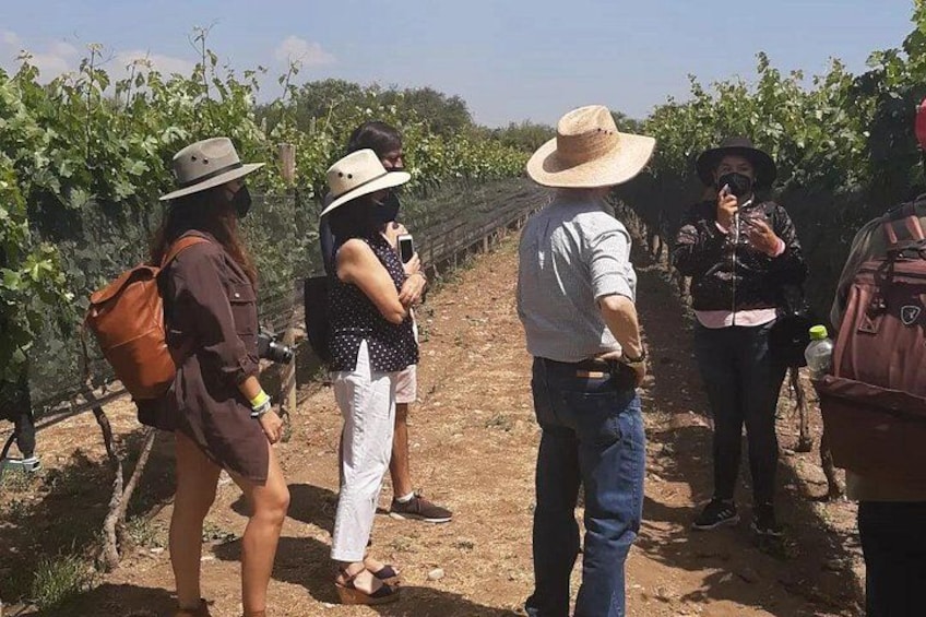 A vineyard with rows of grapevines, a person in a hat, and visitors. 5