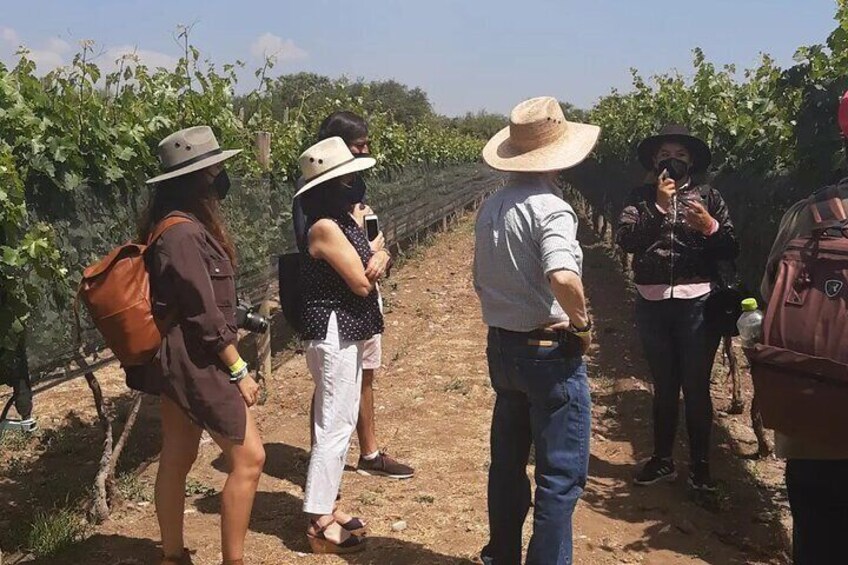Being in the winery, in the countryside, getting to know the vine, the land, the varietals and the hands that create Art, the sacred liquid of the grape. 5
