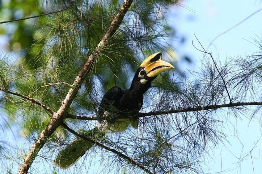 A toucan perched on a tree branch. 1