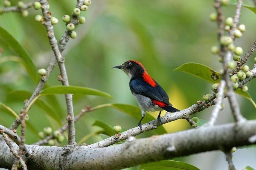 A bird perched on a branch with green leaves and small green fruits. 5