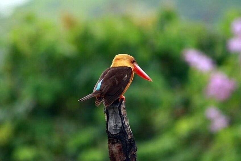 A bird perched on a tree branch with a blurred green background. 2