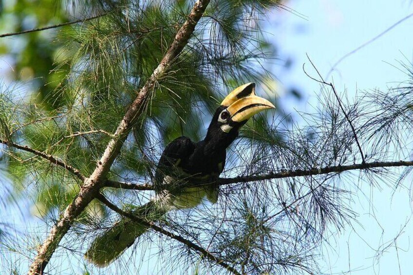 A toucan perched on a tree branch. 1