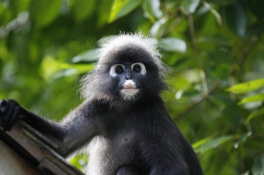 A monkey with grey fur and white face, sitting on a wooden structure surrounded by green foliage. 3