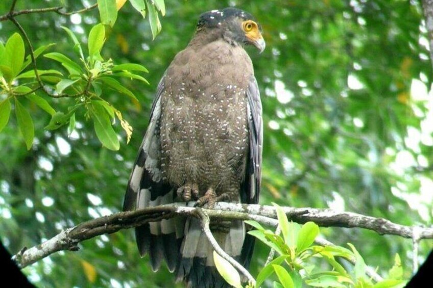 JungleWalla Langkawi Rainforest Afterdark 2